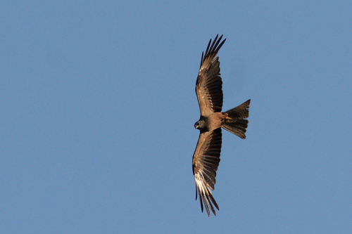 di quale rapace si tratta?